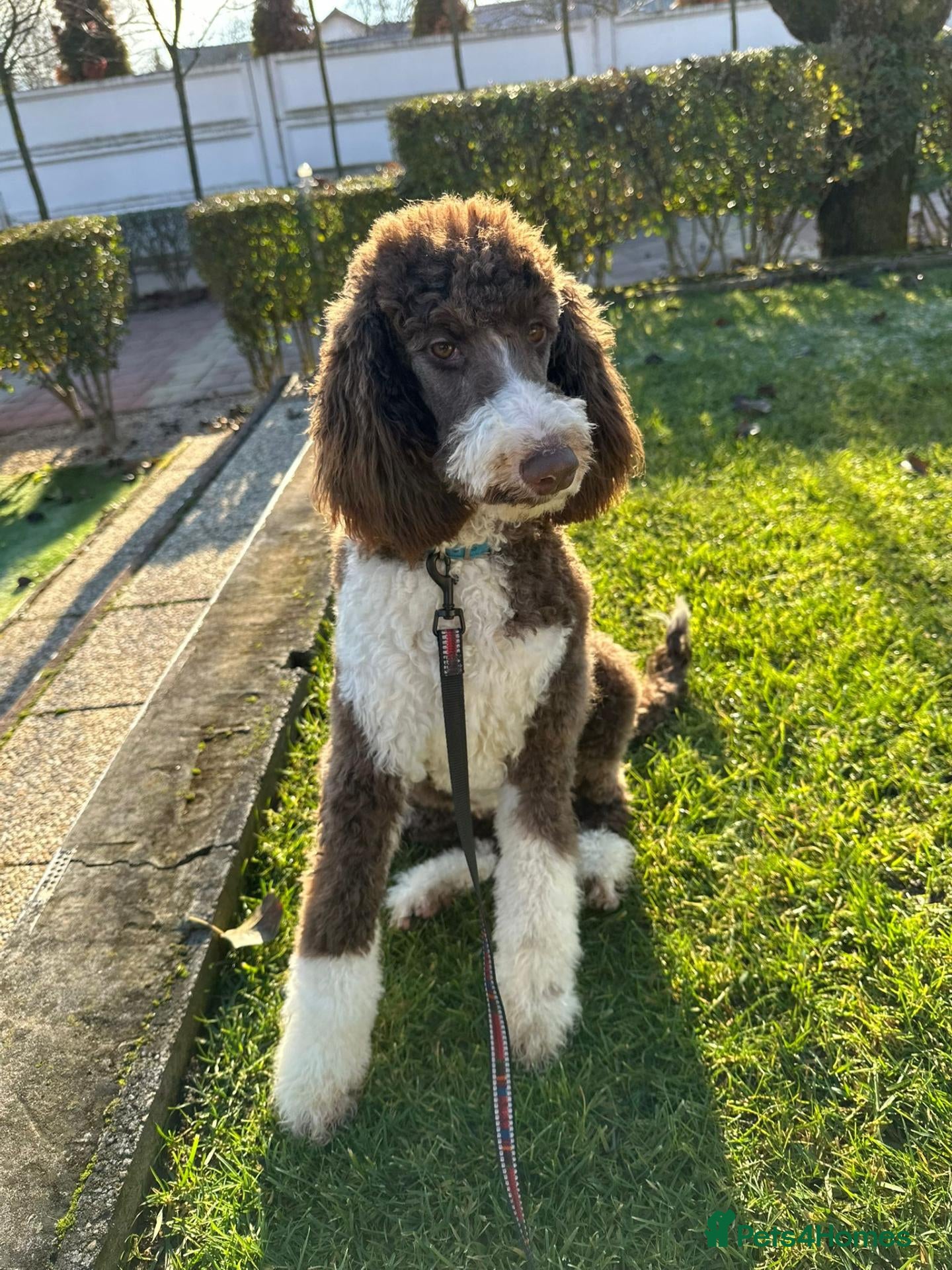 Standard Poodle dogs Chocolate Tuxedo Standart poodle - Advert 13
