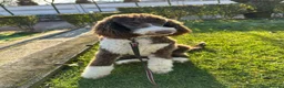Standard Poodle dogs for sale: Chocolate Tuxedo Standart poodle - Advert 1