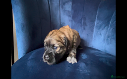 Mixed Breed dogs for sale: Stunning Lhasa apso x puppies  - Image 7