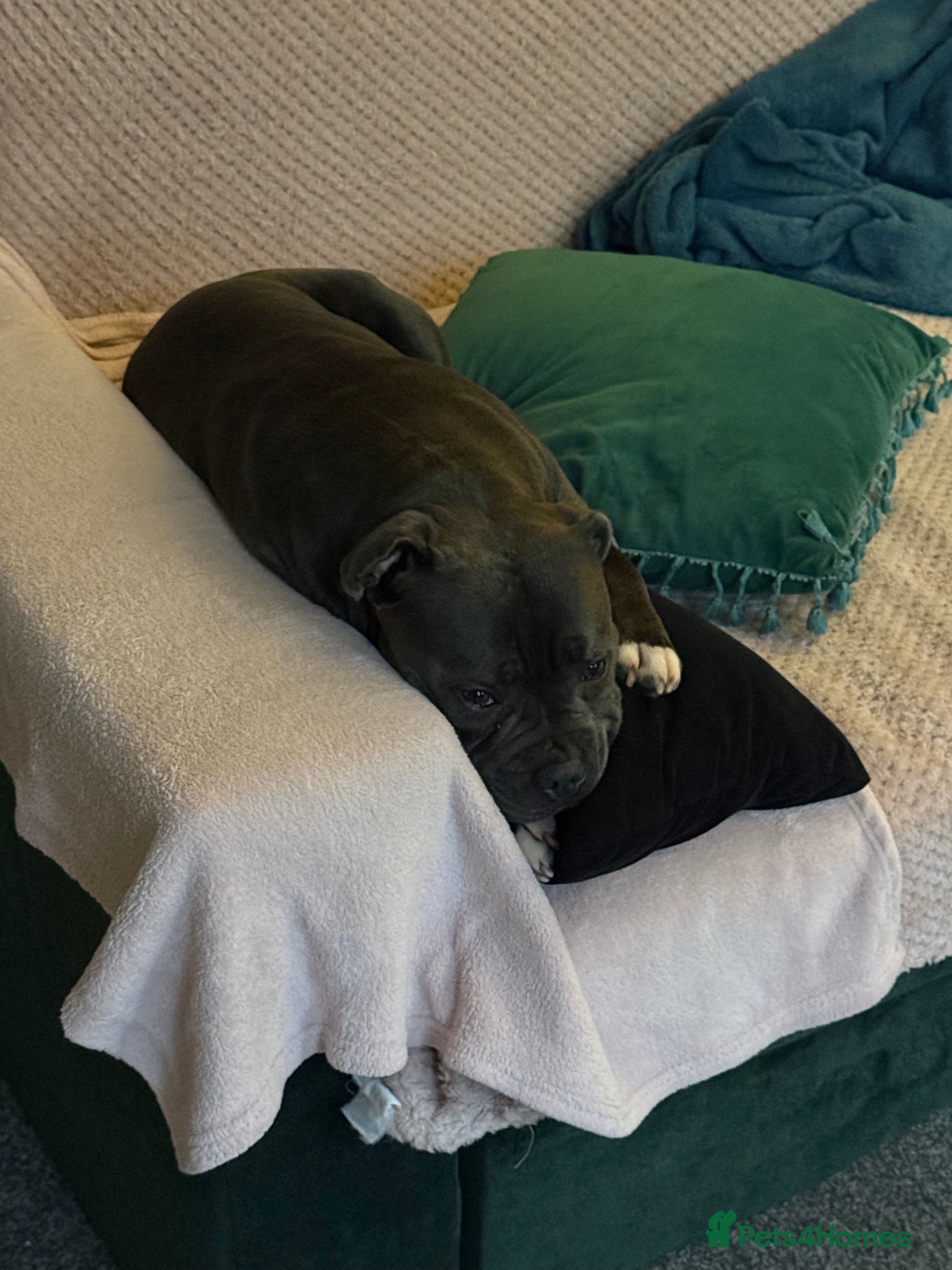 Staffordshire Bull Terrier dogs Staffordshire bull terrier kc reg  - Advert 18