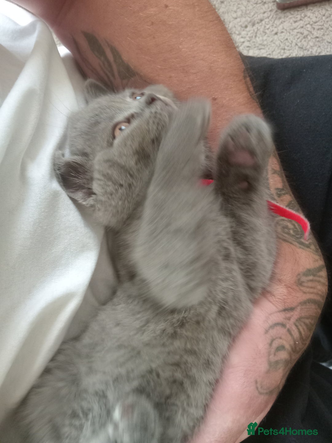 British Shorthair cats for sale: BRITISH SHORT HAIR KITTENS  in Gloucester - Image 9