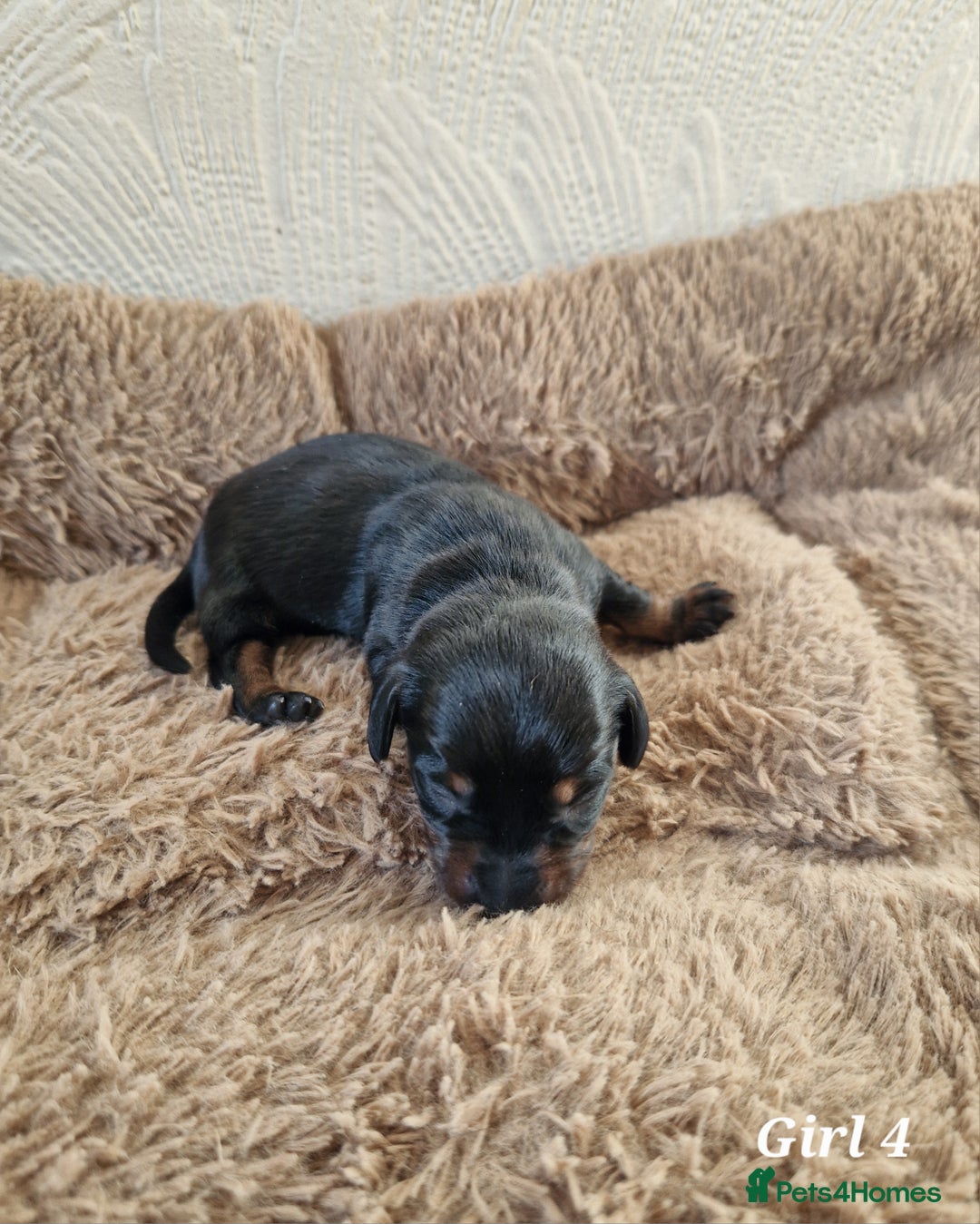 Miniature Dachshund dogs for sale: Beautiful Miniature Daschund Puppies For Sale - Advert 6