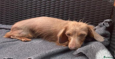 Miniature Dachshund dogs - Advert 9
