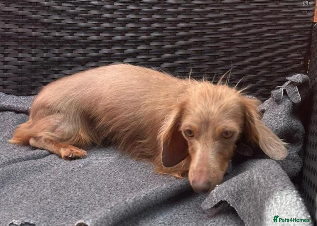 Miniature Dachshund dogs for sale: A BEAUTIFUL PETIT LH MINIATURE DACHSHUND  - Image 2