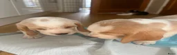 Beagle dogs for sale: Exceptional Breed Beagle Puppies in South Ockendon - Advert 5