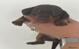 Miniature Dachshund dogs for sale: Smooth haired Miniature Dachshund - Image 4