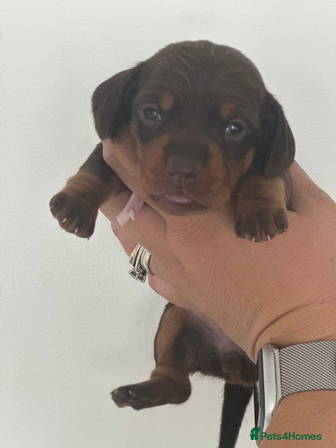 Miniature Dachshund dogs for sale: Smooth haired Miniature Dachshund - Image 4