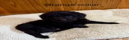 Labradoodle dogs for sale: Miniature Labradoodles- from experienced breeder - Advert 26