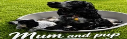 Cocker Spaniel dogs for sale: Show type cocker spaniel  - Advert 3