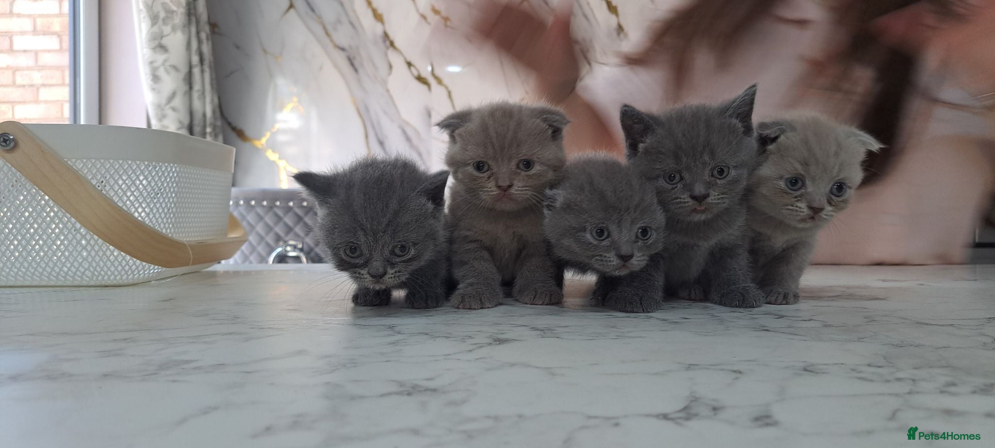 Scottish Fold cats Scotish fold & british straignt kittens  - Advert 1