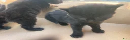 Mixed Breed cats for sale: Beautiful 5 kittens for sale  - Advert 10