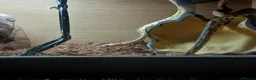 Python Snake reptiles for sale: Royal jackson python - Advert 10