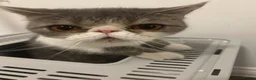 Exotic cats for sale: bella the exotic shorthair - Advert 1