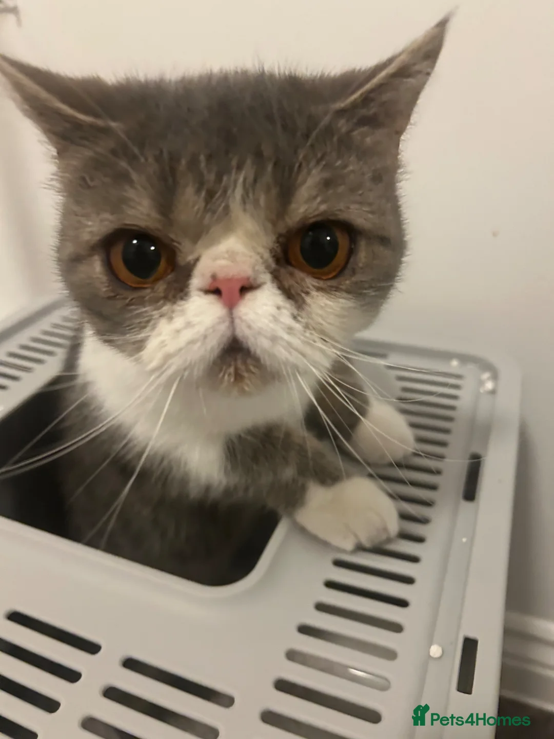 Exotic cats for sale: bella the exotic shorthair - Advert 1