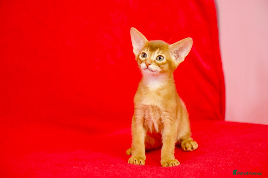Abyssinian cats for sale: Stunning sorrel and usual Abyssinian kittens  - Image 6