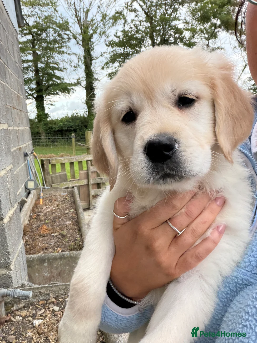 Golden Retriever dogs for sale: READY NOW!! FULLY VACC / KC REG GOLDEN RETRIEVERS - Advert 2