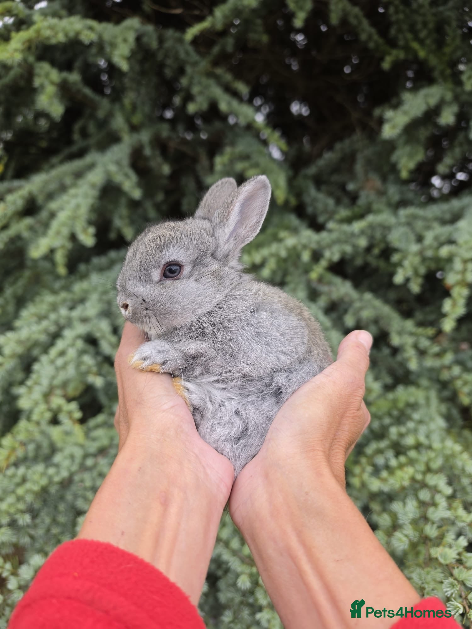 Netherland Dwarf rabbits  Baby Netherland Dwarf Rabbits Bunnies  - Advert 1
