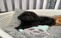 Toy Poodle dogs for sale: Kc reg toy poodle puppies - Image 7