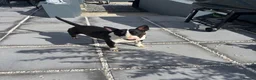 English Bull Terrier dogs for sale: Champion bloodline  - Advert 3