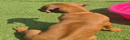 Rhodesian Ridgeback dogs for sale: 4x FEMALE RHODESIAN RIDGEBACK PUPS!! - Advert 12
