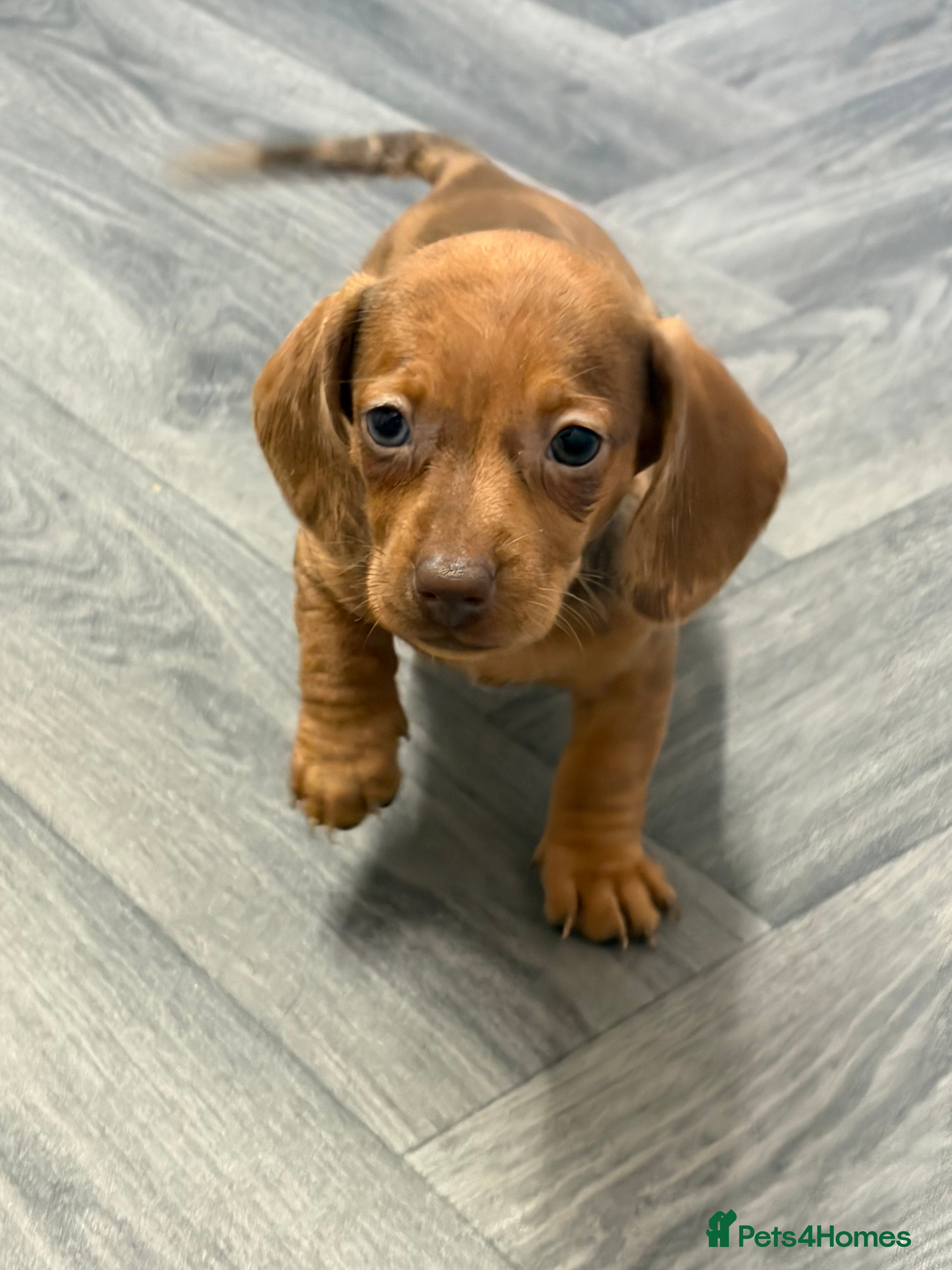 Dachshund dogs Red Dachshund Puppy last girl! - Advert 12