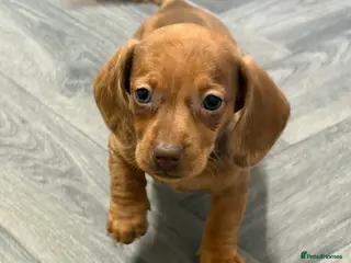 Dachshund dogs Red Dachshund Puppy last girl! - Advert 12