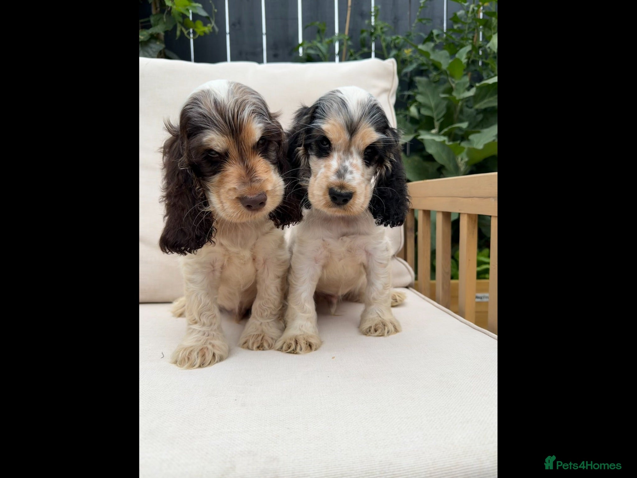 Cocker Spaniel dogs READY NOW KC SHOW COCKER SPANIELS  - Advert 2