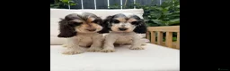 Cocker Spaniel dogs for sale: READY NOW KC SHOW COCKER SPANIELS  in Hull - Advert 2