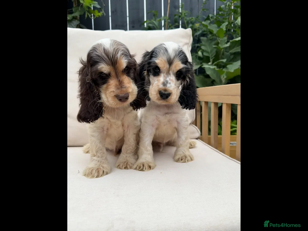 Cocker Spaniel dogs for sale: READY NOW KC SHOW COCKER SPANIELS  in Hull - Advert 2