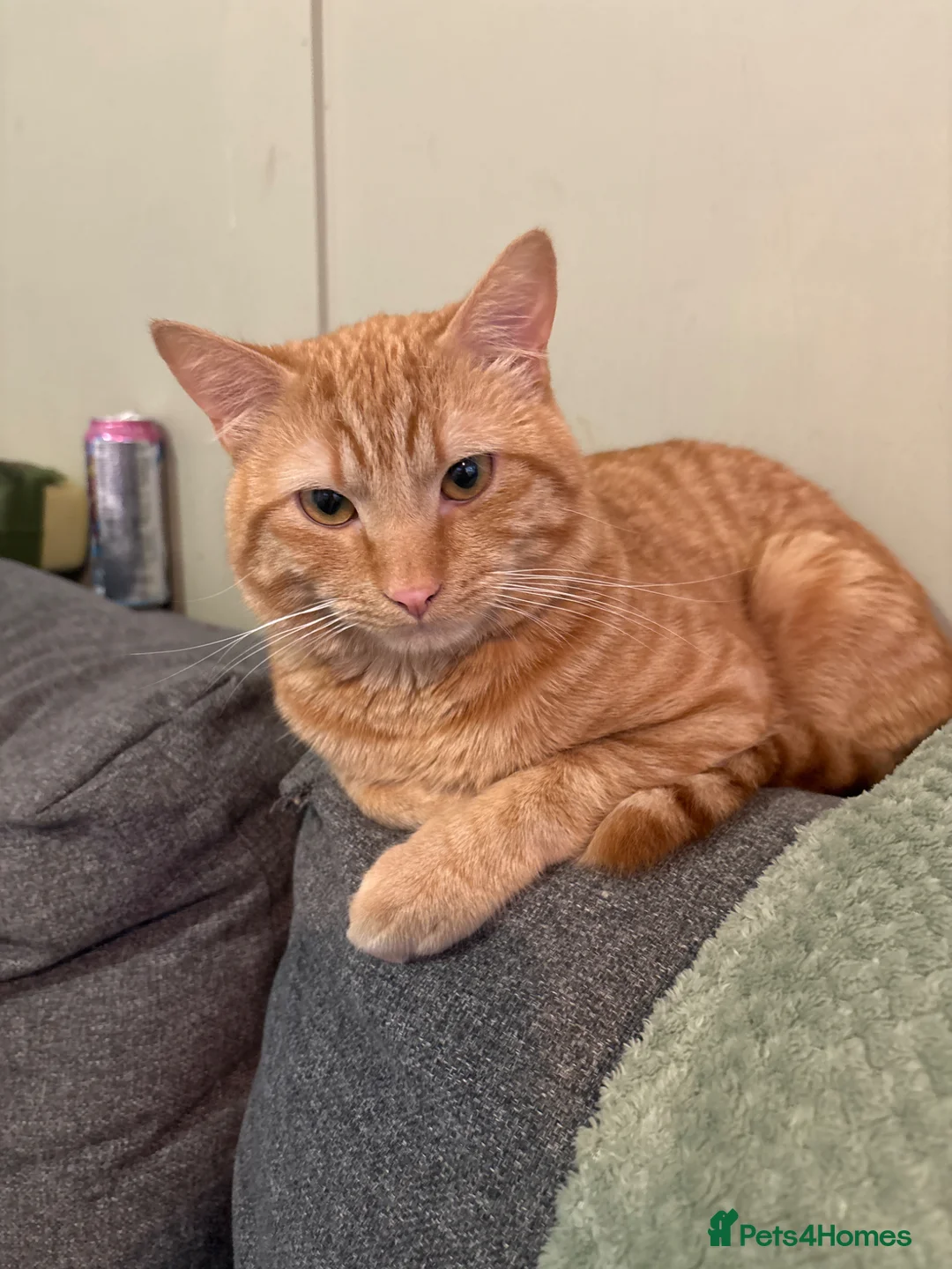 British Shorthair cats for sale: Simba  in St Albans - Advert 2