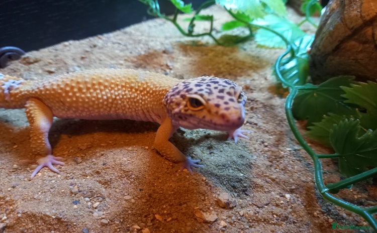 Gecko reptiles - Advert 1