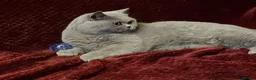 British Shorthair cats for sale: 🏆 Beautiful GCCF BSH Grace Retired Queen (Blue)🐈 - Advert 17