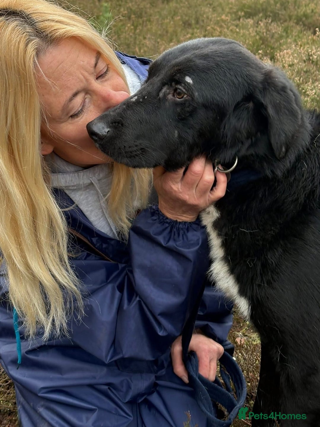 Mixed Breed dogs for adoption: Sisco - Norwich Norfolk  - Advert 10