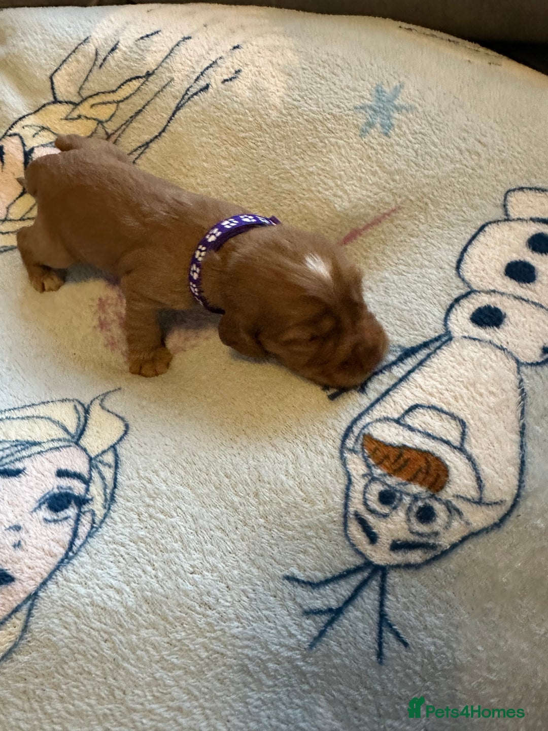 Cocker Spaniel dogs for sale: First and last litter top class red cockers - Image 4