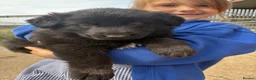 German Shepherd dogs for sale: Gorgeous  Home Bred German Shepherd Girls - Advert 19