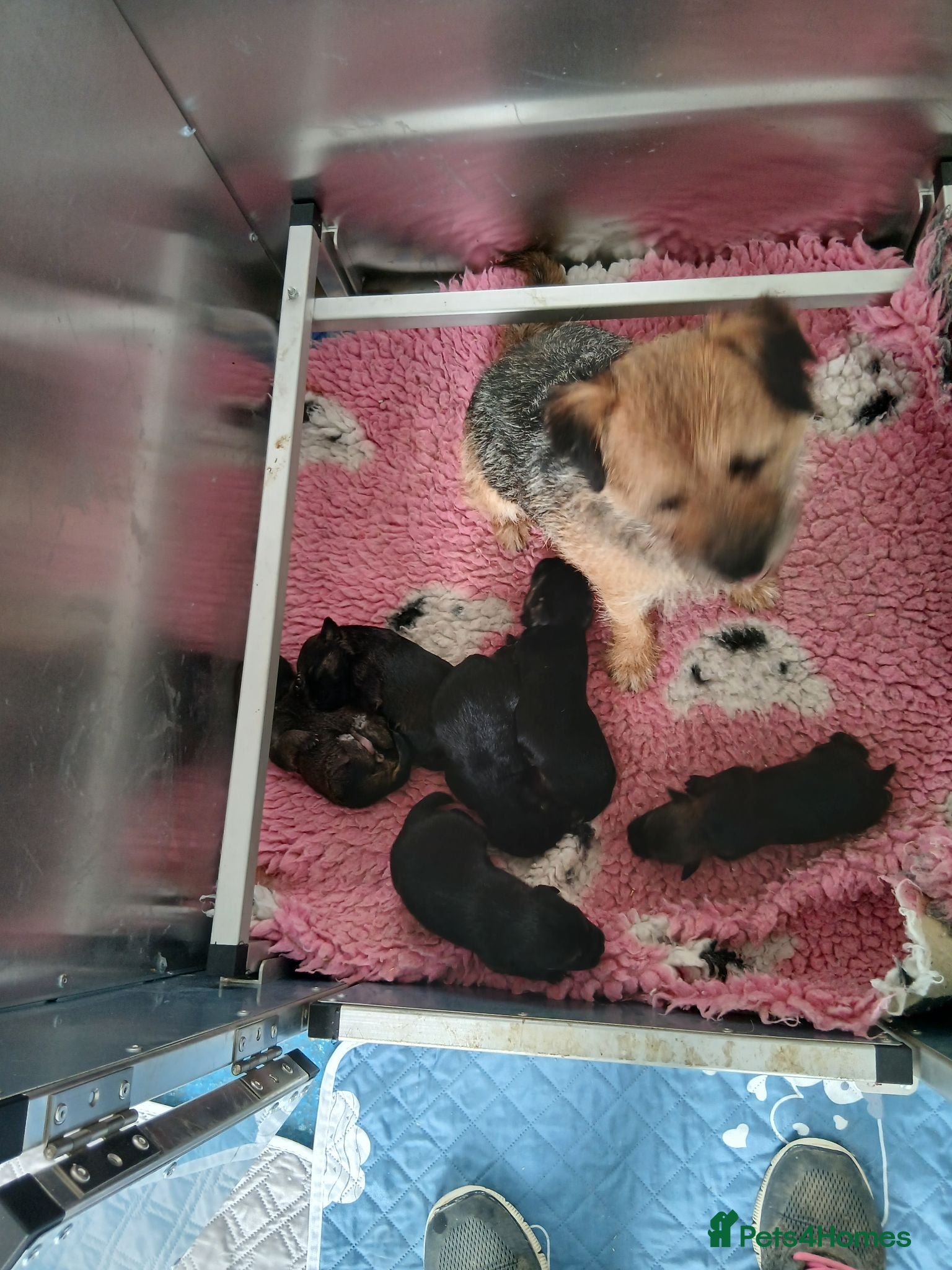 Border Terrier dogs Kc registered border terrier bitch pup. - Advert 5
