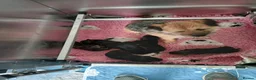 Border Terrier dogs for sale: Kc registered border terrier bitch pup. - Advert 1