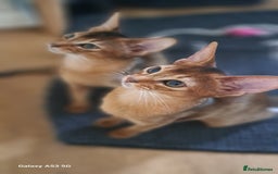 Abyssinian cats for sale: 5✨TICA Beautiful Abyssinian Kittens - Image 6