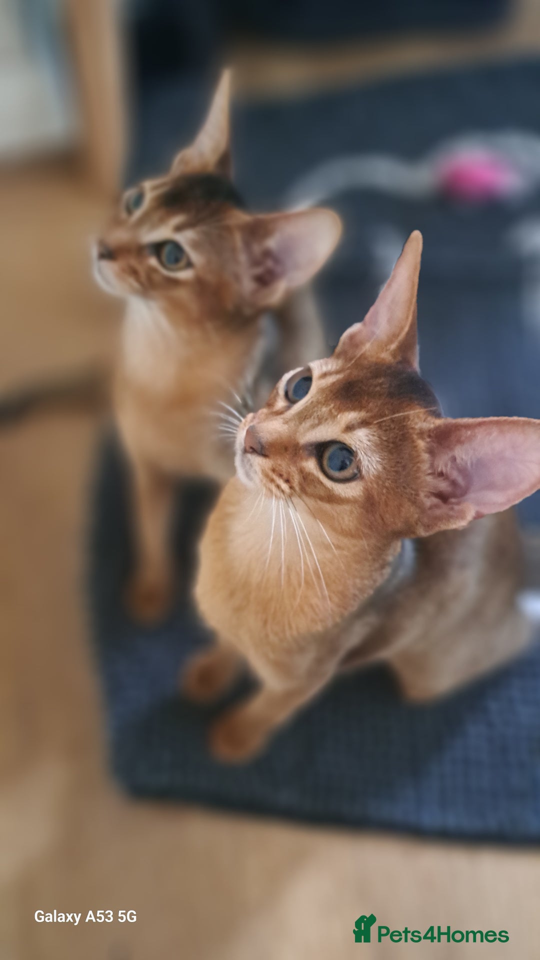 Abyssinian cats for sale: 5✨TICA Beautiful Abyssinian Kittens - Image 6