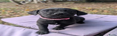 Light oink