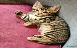 Bengal cats for sale: Bengal X Kittens High % Wild Asian Leopard Cat.  - Image 30