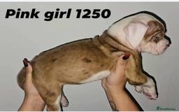 Alapaha Blue Blood Bulldog dogs for sale: IABBR. Health tested. Top lines.  - Advert 13