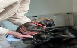 Mixed Breed dogs for sale: Adorable litter of 'shepinois' - Image 8