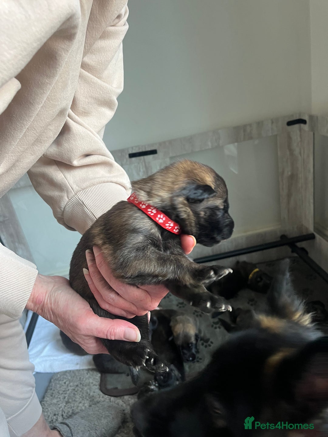Mixed Breed dogs for sale: Adorable litter of 'shepinois' - Image 8