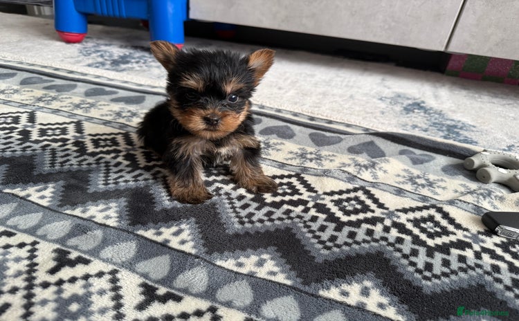 Yorkshire Terrier dogs - Advert 2