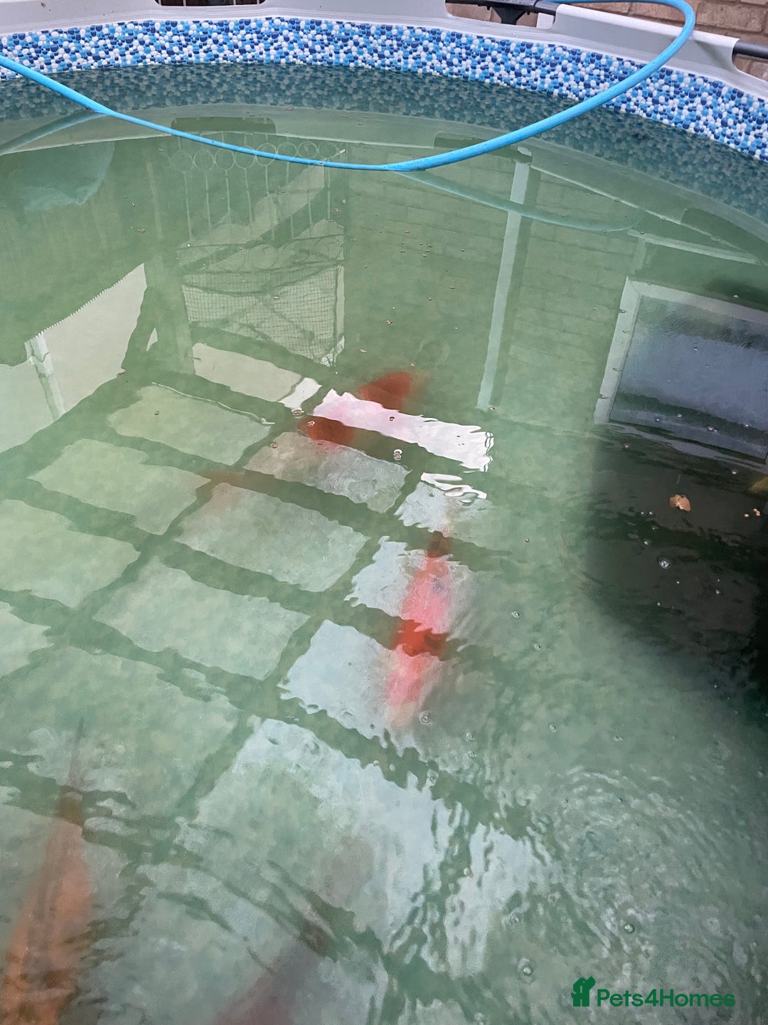 Koi Carp fish for sale: 16-20inch Koi carp  - Image 3