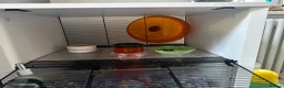 Hamster rodents for sale: 8 months old Syrian Hamster girl tamed  in Pinner - Advert 7