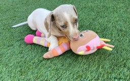 Miniature Dachshund dogs for sale: Lilac pied dachshund puppy - Image 5