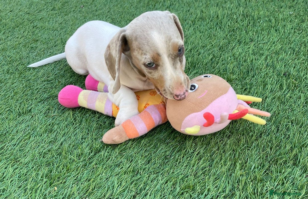 Miniature Dachshund dogs for sale: Lilac pied dachshund puppy - Image 5