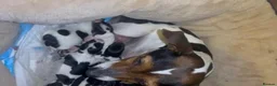 Jack Russell dogs for stud:  Miniature Jack Russell STUD & DNA Health Tested - Advert 9